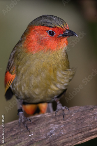 Scarlet-faced Liocichla photo