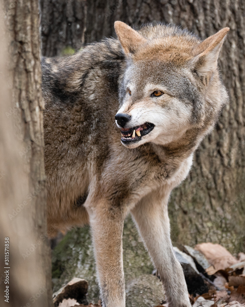 Snarling Red Wolf