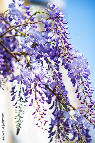 glicine di primavera con effetti bokeh photo