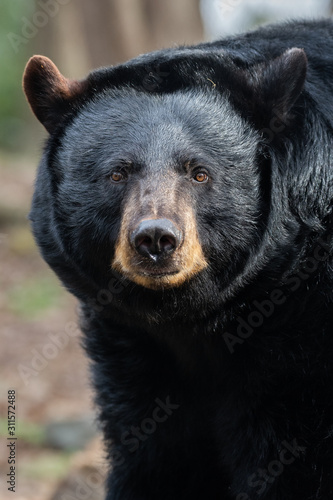An American black bear