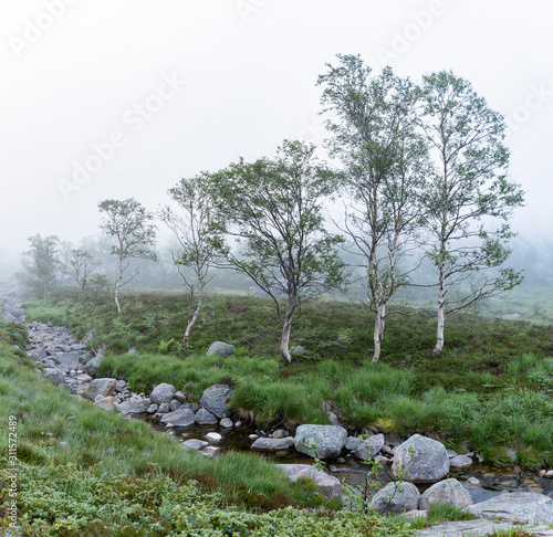 Moorlandschaft im Nebel, Norwegen photo