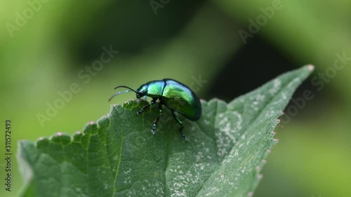 beetle on leaf