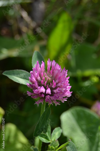 pink flower in the garden