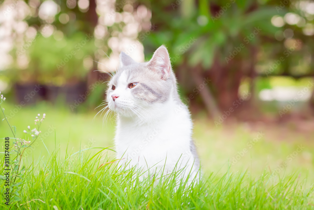 Portrait of the scottish fold cat are standing in the garden with green grass. White kitten are looking at camera in the morning.