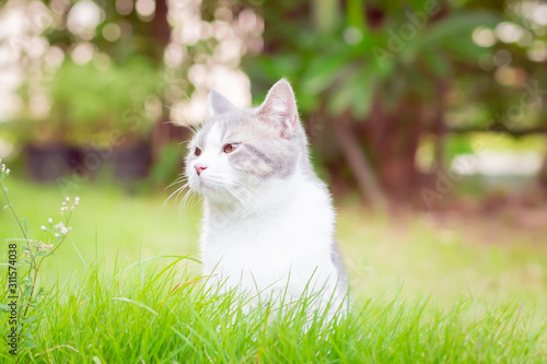 Portrait of the scottish fold cat are standing in the garden with green grass. White kitten are looking at camera in the morning.
