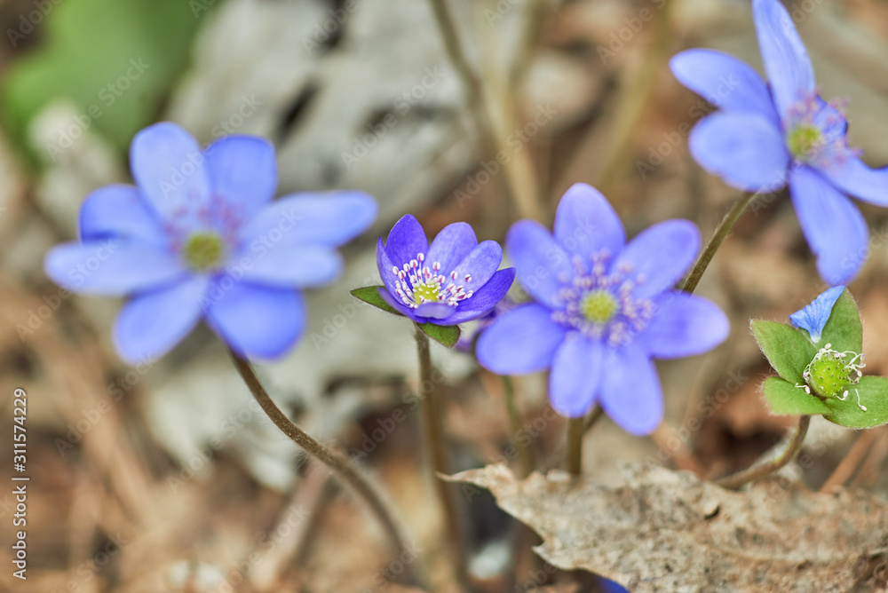 Geissorhiza bloomed flower. Spring Geissorhiza bloomed flower. Spring