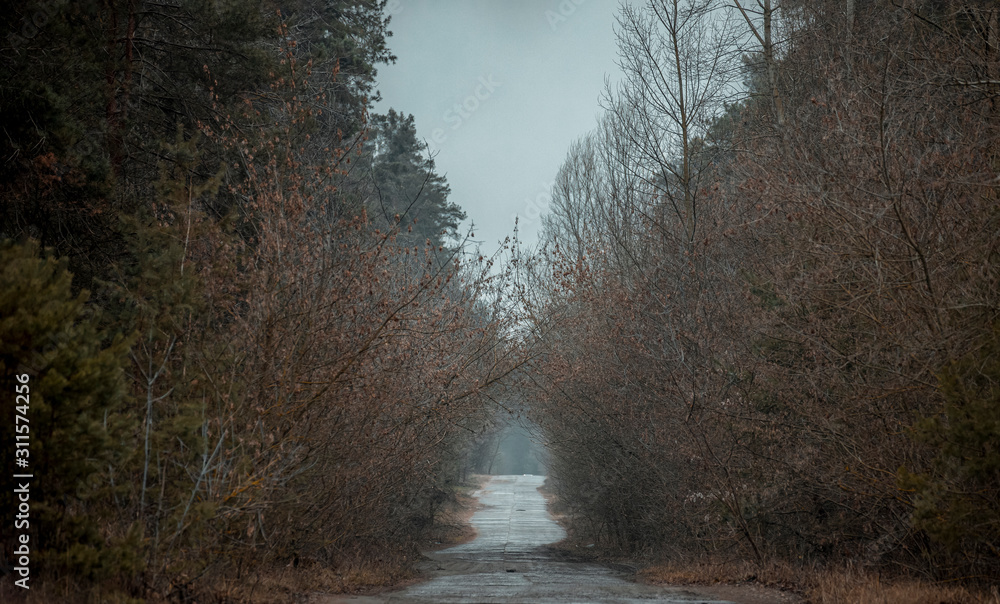 Old road in the forest. Pine, trees along the way, gloomy, cloudy day with fog. Old road in the forest. Pine, trees along the way, gloomy, cloudy day with fog.