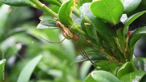 Large orb web spider in UK garden