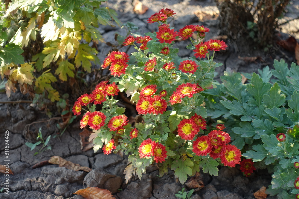 Small bush of red and yellow Chrysanthemum in October