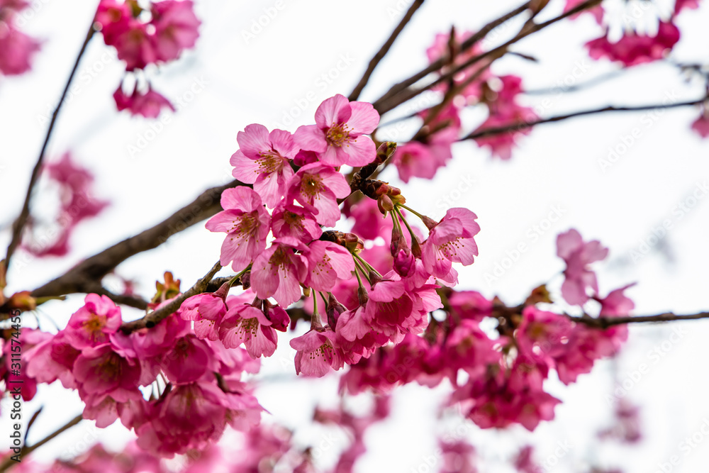 cherry blossoms in spring season cherry blossoms in spring season