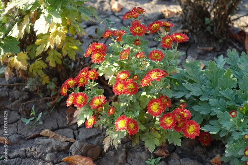 Small bush of red and yellow Chrysanthemum in October