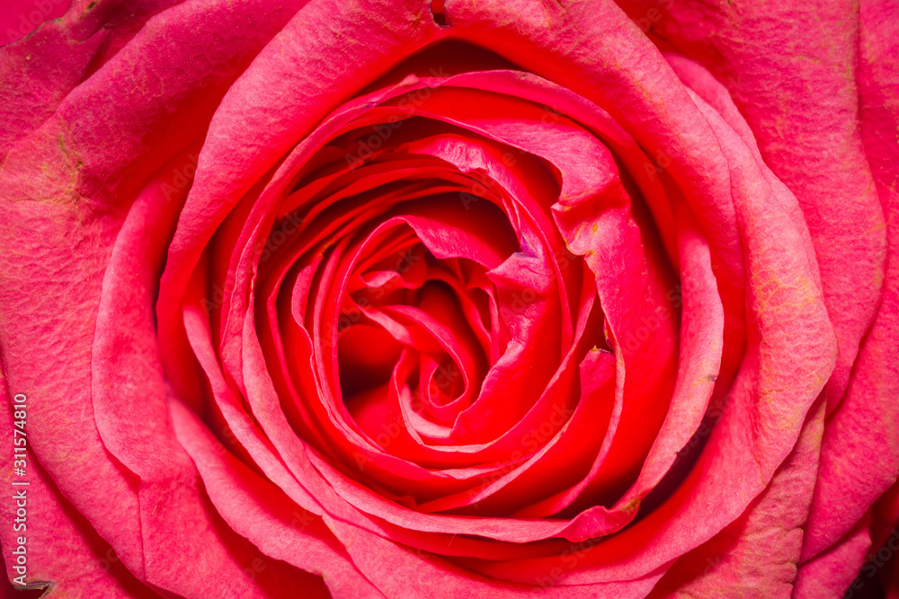 Macro of pink rose Macro of pink rose
