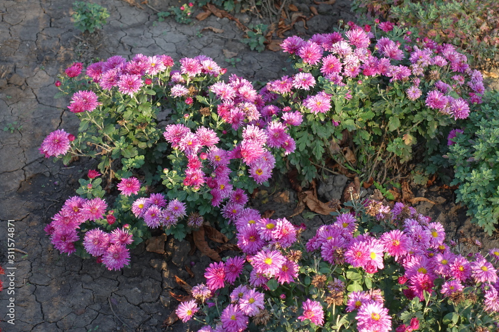 Three flowering bushes of pink Chrysanthemums in October Three flowering bushes of pink Chrysanthemums in October