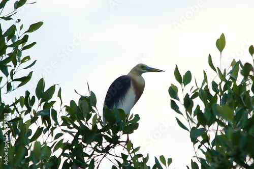 The Javan pond heron (Ardeola speciosa) is a wading bird of the heron family, found in shallow fresh and salt-water wetlands in Southeast Asia. Its diet comprises insects, fish, and crabs. photo