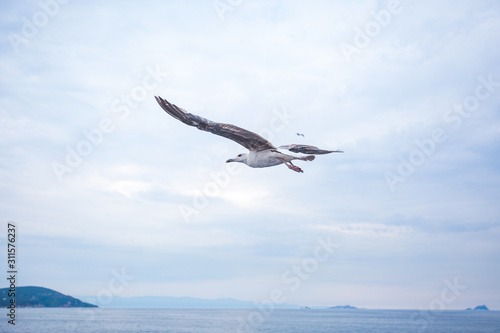 Seagull bird on sky background