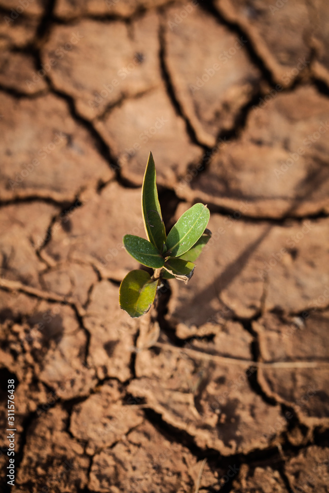Plant in the middle of desert ground Plant in the middle of desert ground