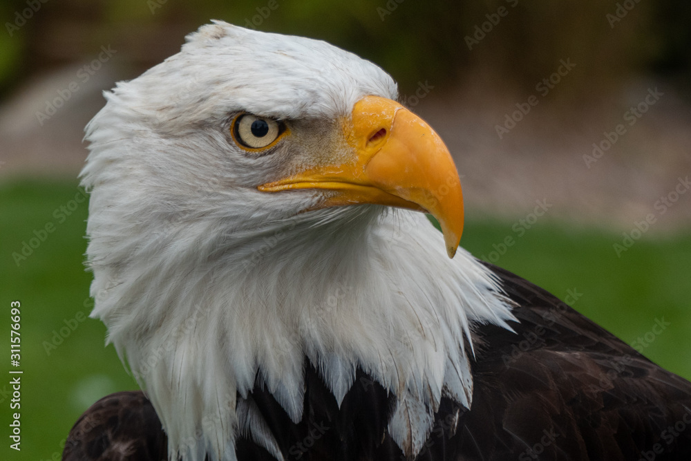 Weißkopfseeadler Weißkopfseeadler