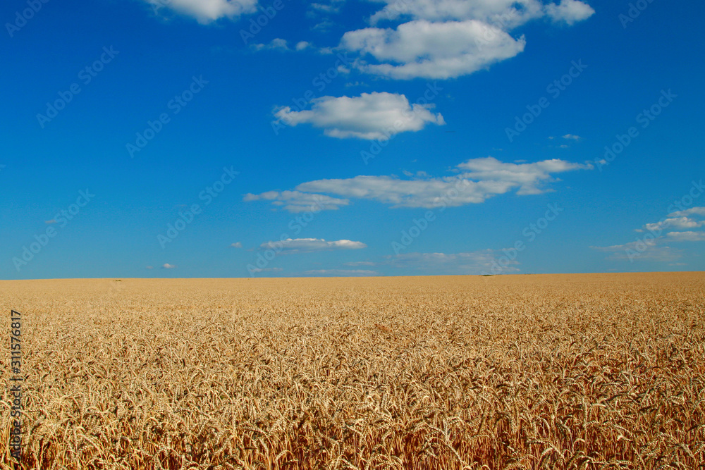 Golden wheat field of Ukraine against the blue sky and white clouds
