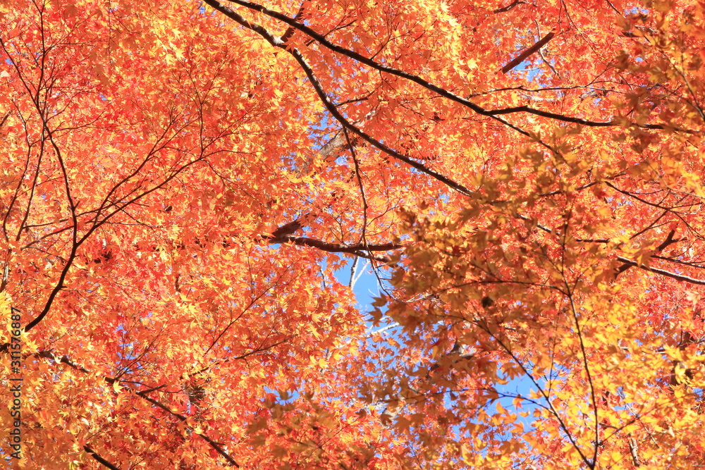 Autumnal landscape of Suizawa maple valley in the Mie Prefecture of Japan Autumnal landscape of Suizawa maple valley in the Mie Prefecture of Japan