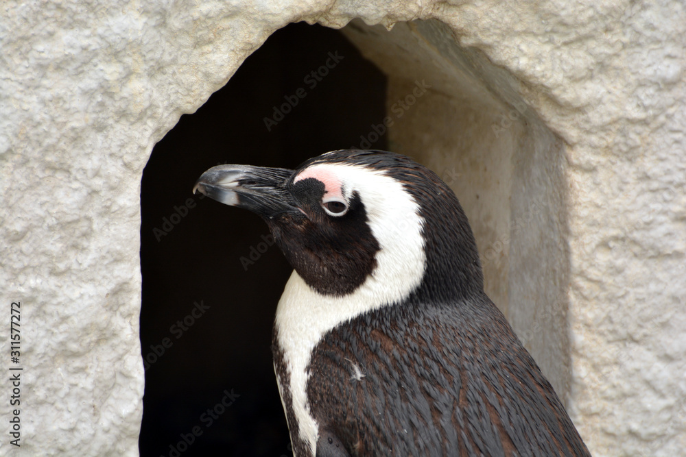 Naklejka premium 巣に帰ろうとする上野動物園のケープペンギン