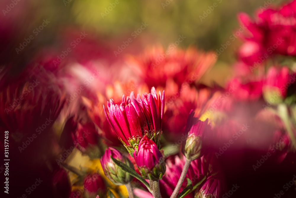 Red and blooming chrysanthemums in the garden, spring flowers, colorful flowers Red and blooming chrysanthemums in the garden, spring flowers, colorful flowers