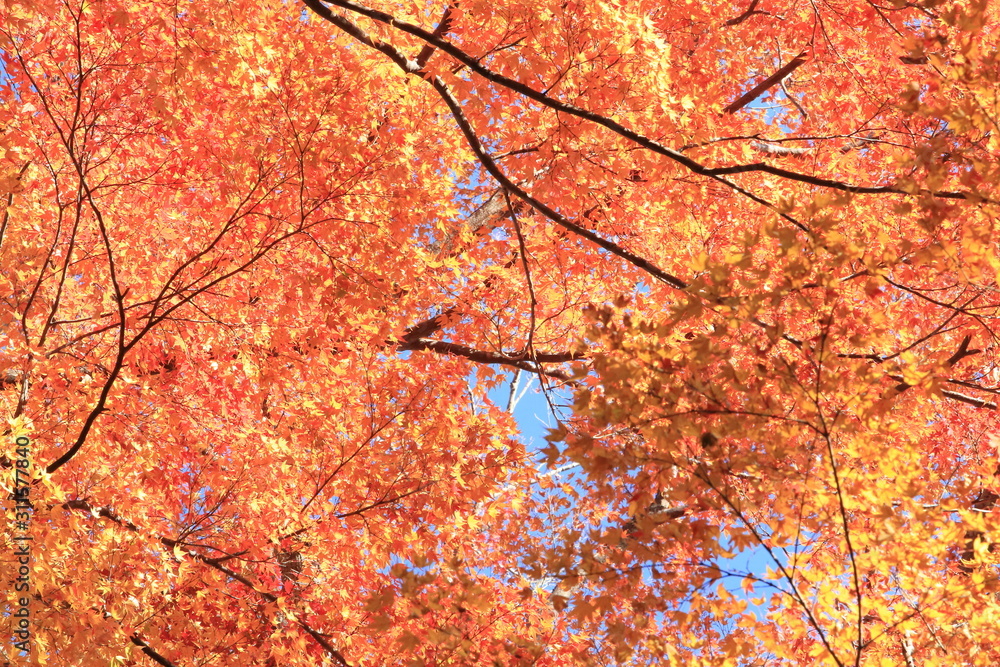 Autumnal landscape of Suizawa maple valley in the Mie Prefecture of Japan