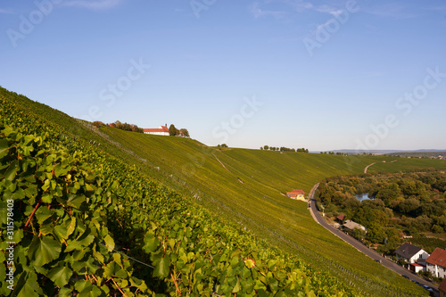 Weinberge an der Volkacher Mainschleife, Unterfanken, Bayern, Deutschland photo