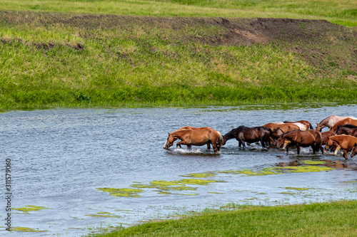 a herd of horses in the river on a hot summer day © metelevan