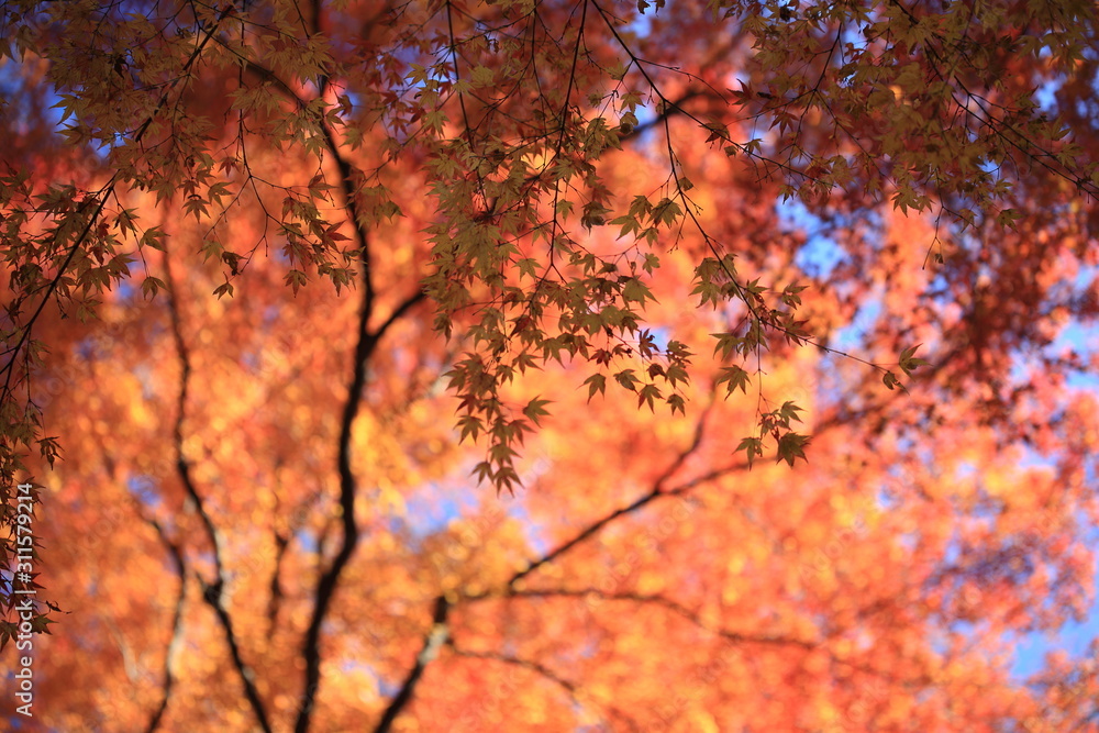 Autumnal landscape of Suizawa maple valley in the Mie Prefecture of Japan Autumnal landscape of Suizawa maple valley in the Mie Prefecture of Japan
