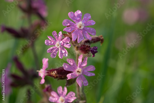 Red campion or Silene dioica on meadow © luchschenF