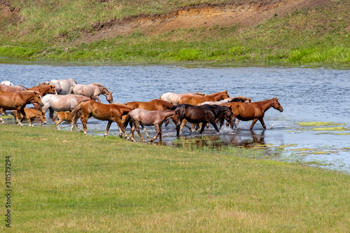 horses go to drink to the river a large herd