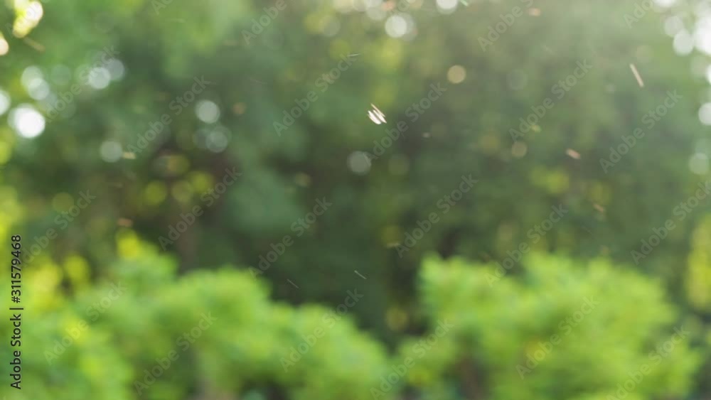 Beautiful abstract nature bokeh background of blurry sunset landscape and defocused round particles of poplar pollen flying all around air in evening. Real time full hd video footage.