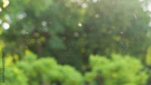 Beautiful abstract nature bokeh background of blurry sunset landscape and defocused round particles of poplar pollen flying all around air in evening. Real time full hd video footage. photo