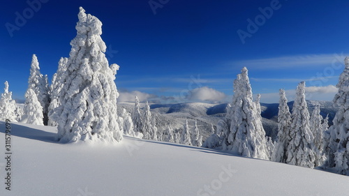 Trees covered in snow during a sunny freezing day with snowy mountain ridge in the background, Jeseniky, Czechia.