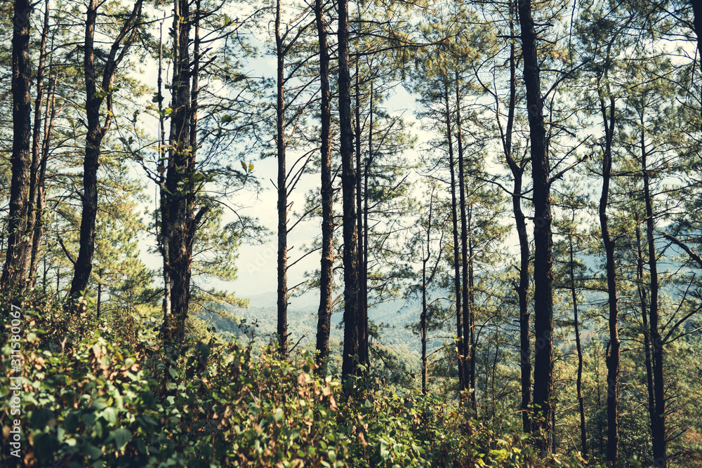 Fototapeta premium Evening pine forest - Green forest beautiful nature
