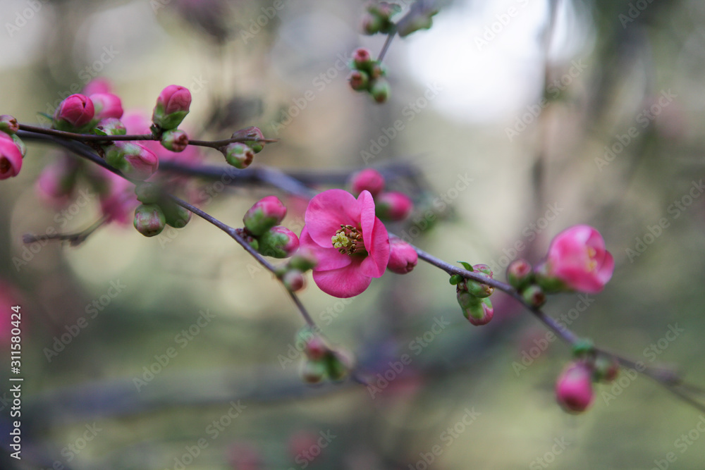 The beginning of flowering Japanese Sakura. The appearance of the first buds. The beginning of flowering Japanese Sakura. The appearance of the first buds.