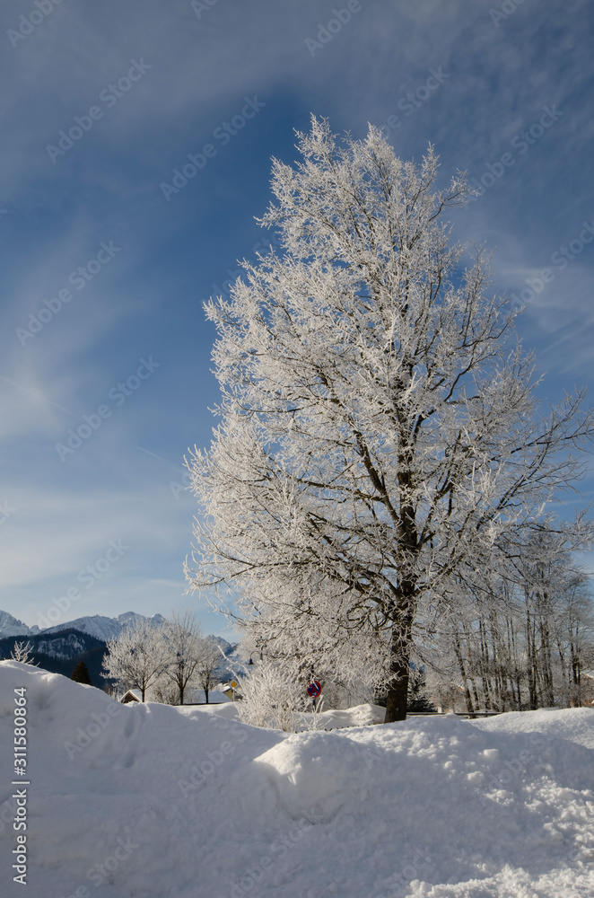 winter landscape with trees and blue sky winter landscape with trees and blue sky