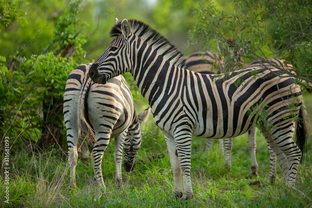 A dazzle of zebra in the bush A dazzle of zebra in the bush