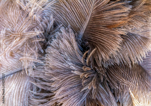 fluffy feather background