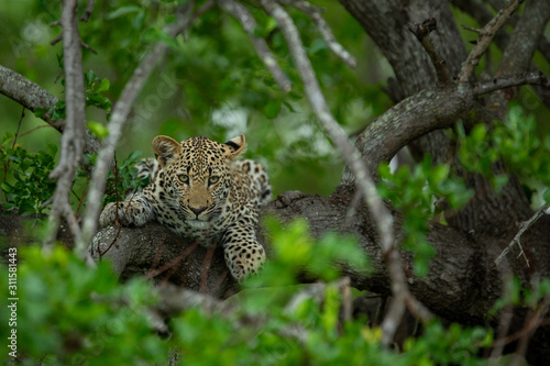 Leopard resting in and then springing from a tree onto the floor. © Darrel