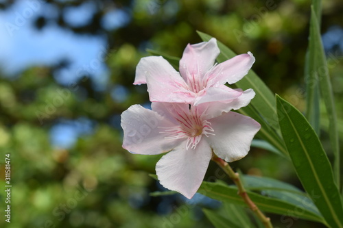pink flower in garden