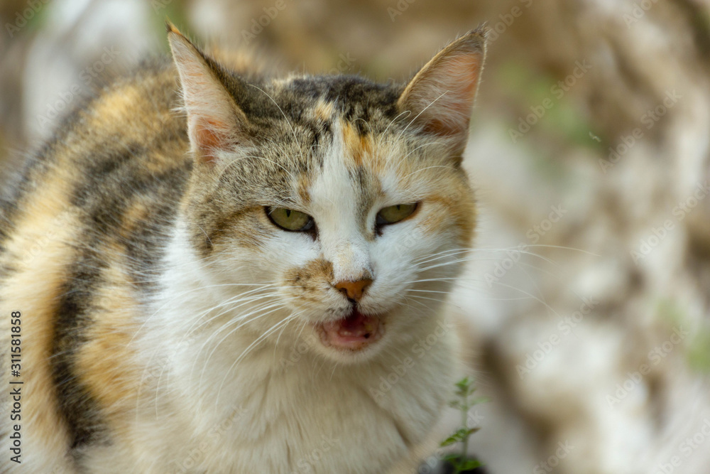 Portrait of three-color cat