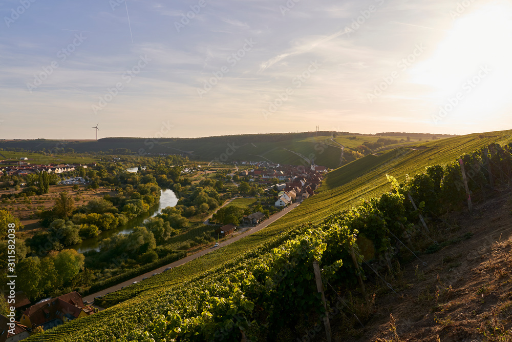 Fototapeta premium Weinberge an der Volkacher Mainschleife, Unterfanken, Bayern, Deutschland