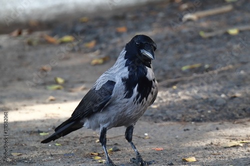 A Colombo crow  Corvus splendens  walking around on an asphalt road