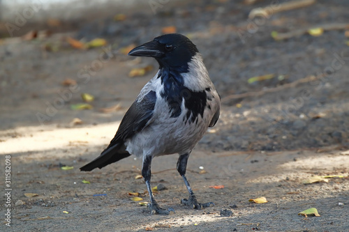 A Colombo crow (Corvus splendens) walking around on an asphalt road © ben