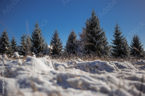 Landscape photo with snow and pine trees, bright sunlight. Vlasina lake, Serbia