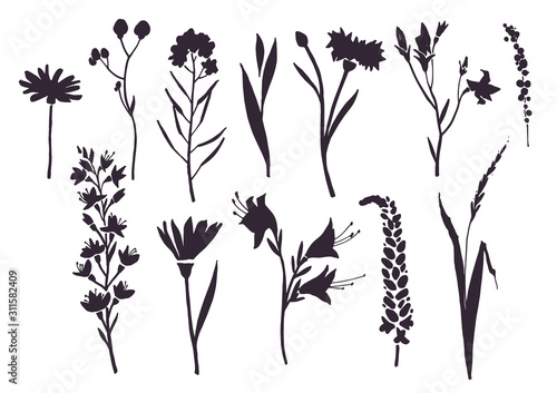Hand-drawn fields flower set on white background. Vector illustration. 