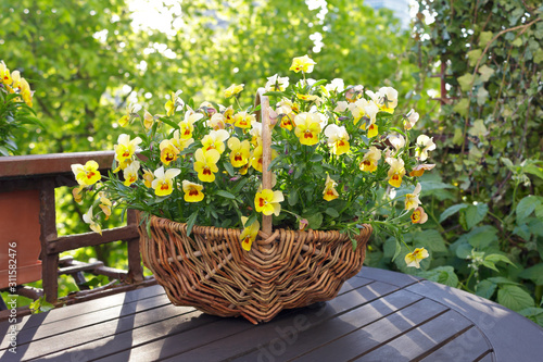 Yellow horned pansy flowers in a wicker basket on a balcony or garden table in bright morning sunlight.