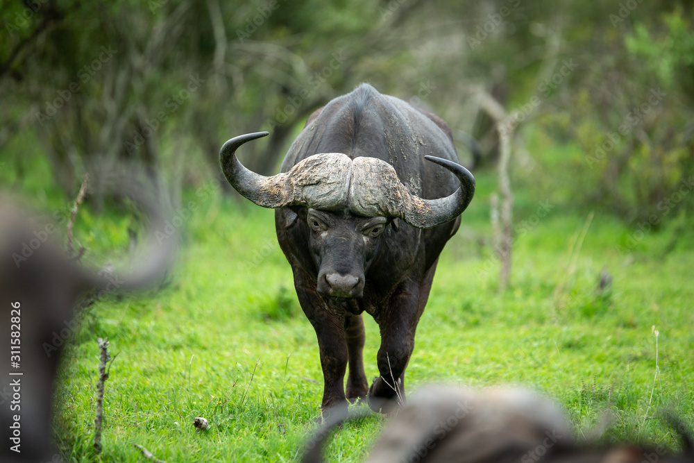 Cape buffalo breeding herd with some large dagga boy bulls. Cape buffalo breeding herd with some large dagga boy bulls.