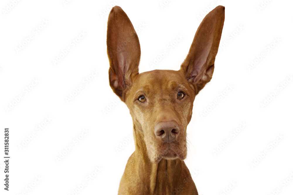 portrait pointer dog with big ears up. listening concept. Isolated on white background.